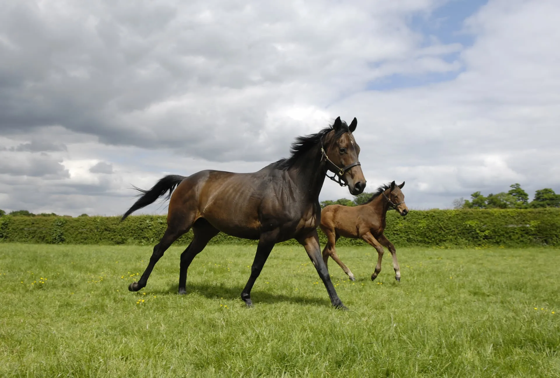 Can Diet Influence Broodmare Fertility?