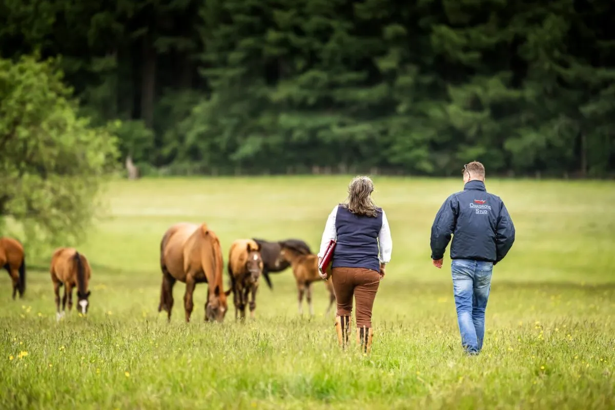 Preparing your Foal for the Sales Ring