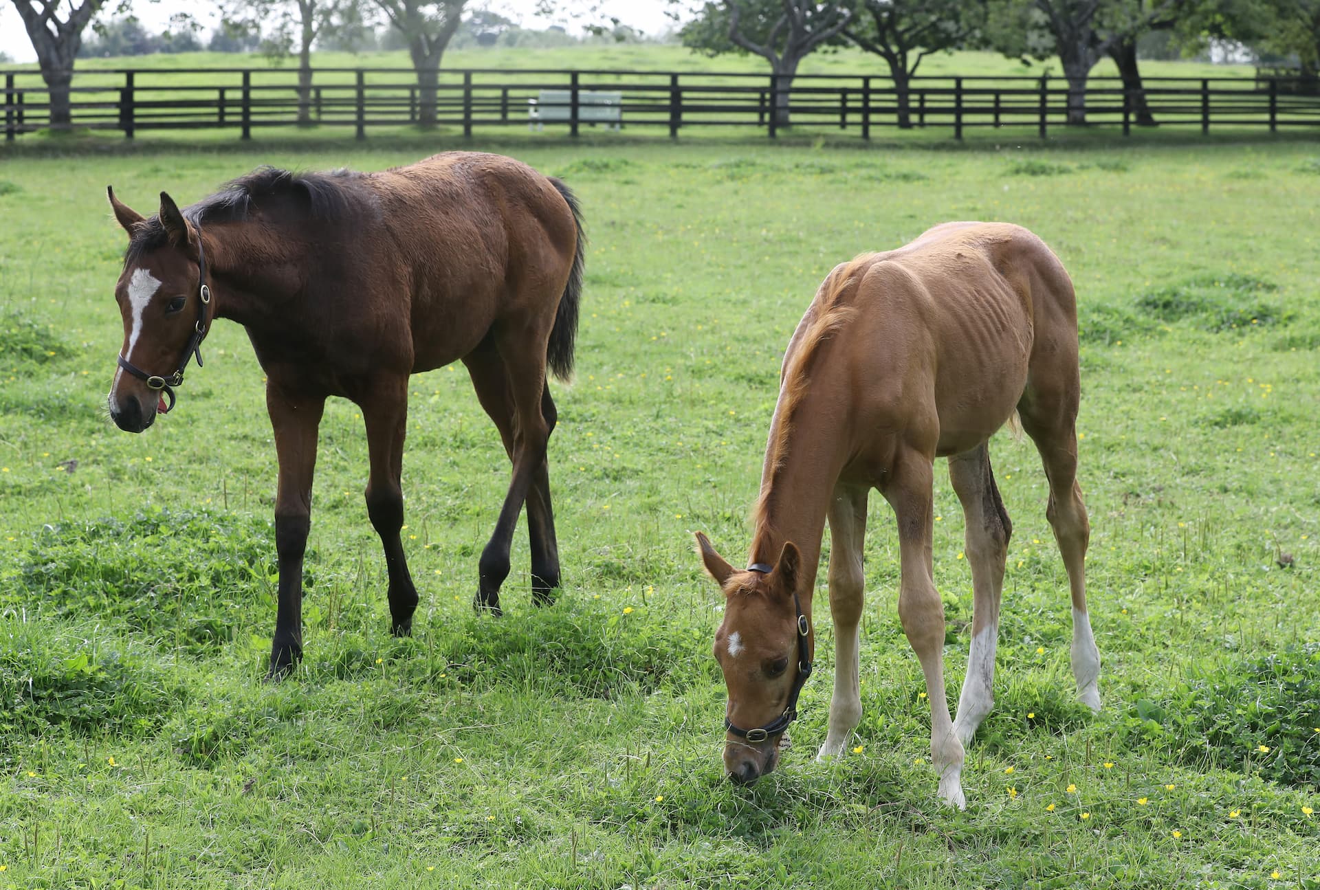 when-how-should-you-introduce-a-creep-feed-to-your-foal-red-mills