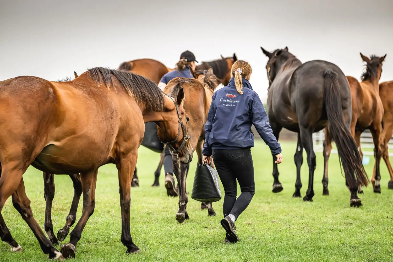 Can Diet Influence Broodmare Fertility?