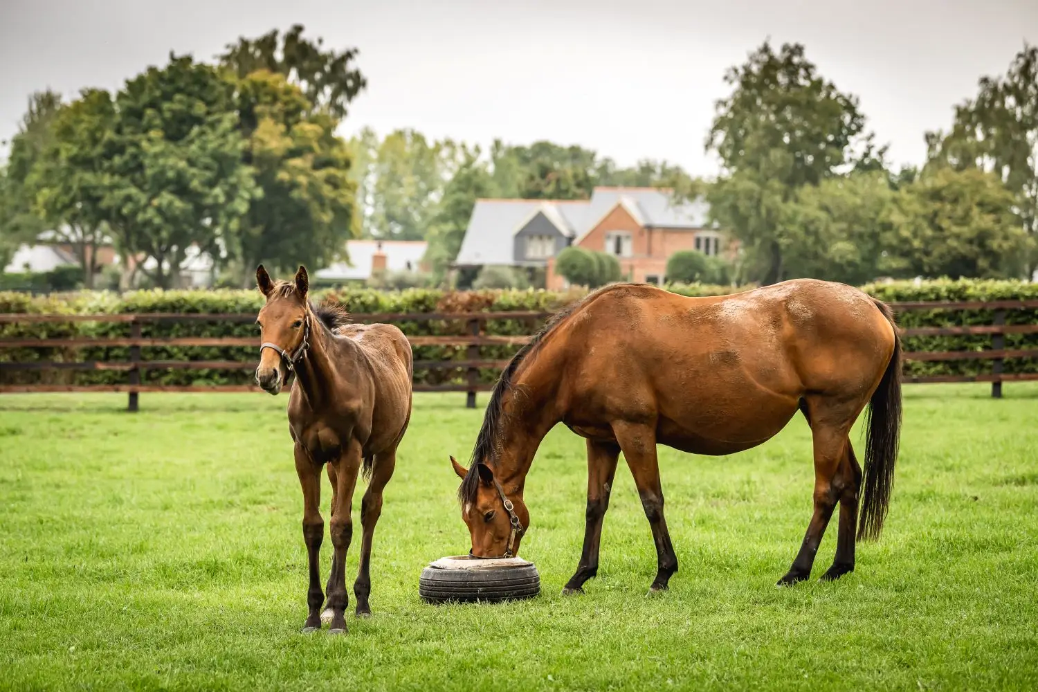 Nutritional Management Throughout Weaning